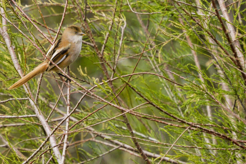 Panure à moustaches femelle
